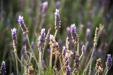Fototapeta premium lavender flowers in the spanish fields