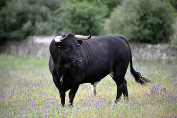 toro español con grandes cuernos