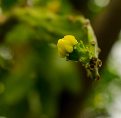 Flor de Cactus
