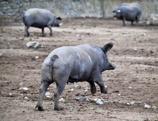 cerdo iberico español