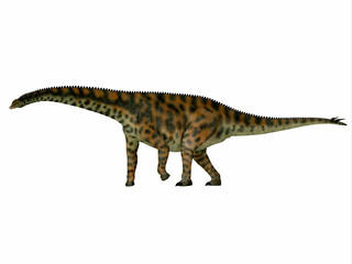 Spinophorosaurus Dinosaur Side Profile - Spinophorosaurus was a herbivorous sauropod dinosaur that lived in the Jurassic Period of Niger, Africa. © Catmando