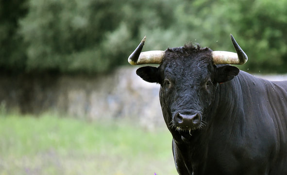 toro espa&ntilde;ol con grandes cuernos