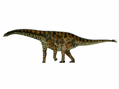 Spinophorosaurus Dinosaur Side Profile - Spinophorosaurus was a herbivorous sauropod dinosaur that lived in the Jurassic Period of Niger, Africa.