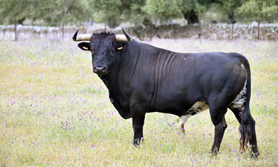 Naklejka na ściany i meble spanish furious bull with big horns