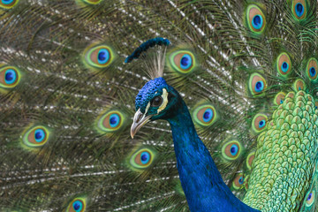Fototapeta na wymiar Close-up of male peacock with extended feathers