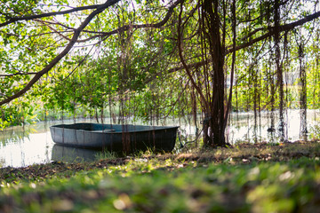 Fototapeta na wymiar Picture of a boat on the river and with banyan trees