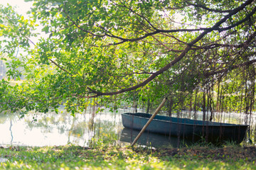 Picture of a boat on the river and with banyan trees