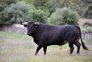 toro español con grandes cuernos