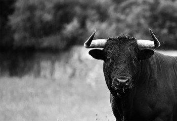 toro español con grandes cuernos