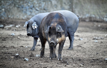cerdo iberico español