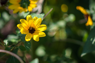 A close up shot of a yellow flower with a bee