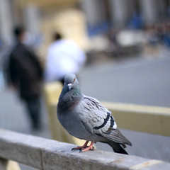Single dove in the street