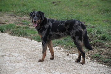 Chien Berger de Beauce Arlequin