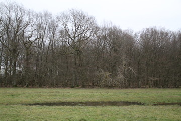Winter lake wetland forest path