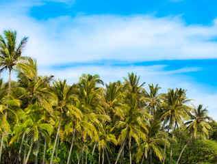 Naklejka na ściany i meble Palm trees in front of blue sky