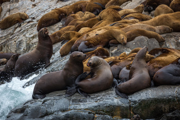 seals on rock