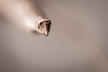 close up of back buttock of phasmatodea, phasmida, camouflage animal looking like a branch
