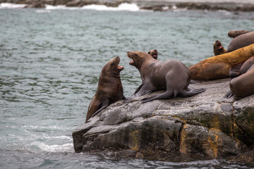 seal on rocks