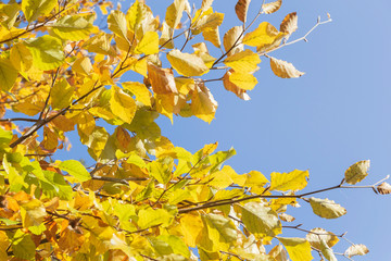 A picture of a tree with yellow leaves which is a perfect background.