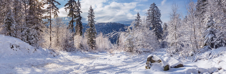 Winter landscape, panorama, banner - view of the snowy road in the winter mountain forest