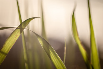 green grass in autumn wind and sunlight