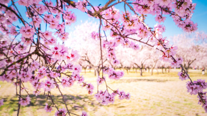 Pink alleys of blooming with flowers almond trees in a park in Madrid, Spain spring