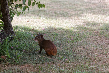 Agouti au repos en Guyane française