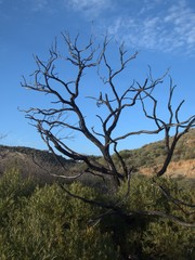 Fototapeta na wymiar Verbrannter Baum in den spanischen Bergen