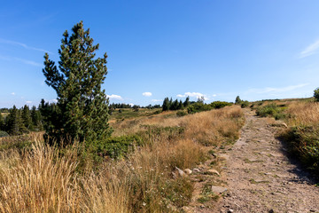 Autumn landscape of Vitosha Mountain, Bulgaria
