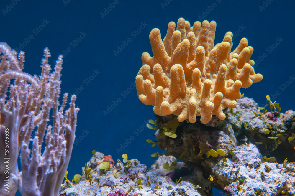 Wall mural leather soft coral macro underwater background