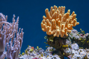 Naklejka na ściany i meble leather soft coral macro underwater background