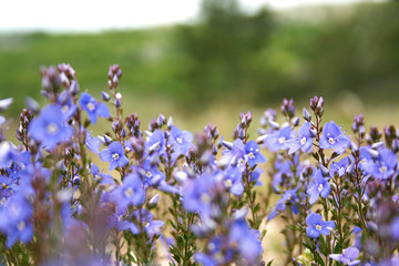 Lawn of violet flowers in a stone field