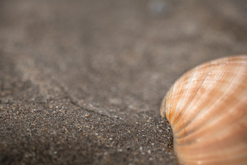 close up of shell lying in sand