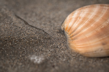 close up of shell lying in sand