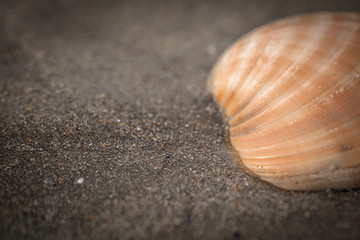 close up of shell lying in sand