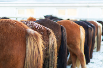 Horse farm in iceland in winter close up