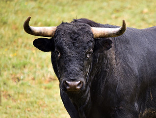 dangerous bull in spanish bullring with big horns