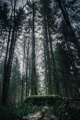 Naklejka premium las