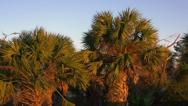 Palm trees blowing in the wind during sunset