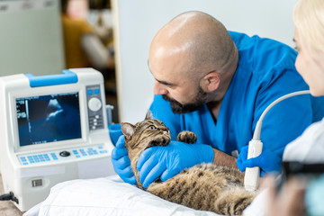Veterinarians carry through. an ultrasound examination of a domestic cat