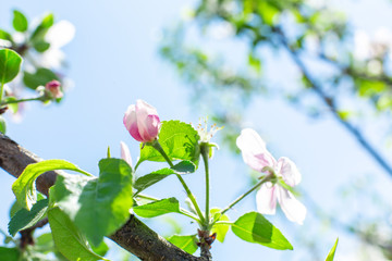 blooming flowers on apple tree branches close up