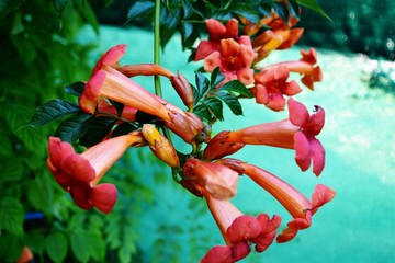 trumpet flowers in the garden