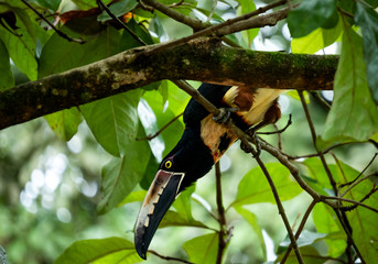 Tucan en la rama de un &aacute;rbol.