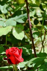 red rose in the garden