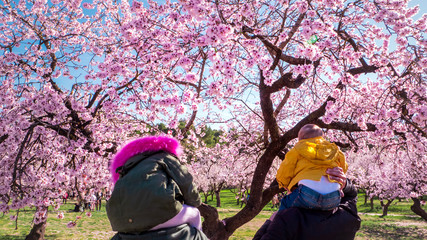 Two men with their children, babies enjoying a warm spring day between blooming pink almond trees...