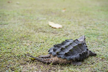 Obraz premium Alligator snapping turtle 