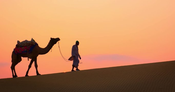 Indian cameleers (camel driver) bedouin with camel silhouettes in sand dunes of Thar desert on sunset. Caravan in Rajasthan travel tourism background safari adventure. Jaisalmer, Rajasthan, India