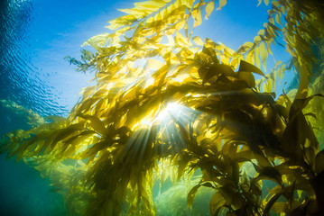 Underwater image of sun beams through a kelp canopy - obrazy, fototapety, plakaty