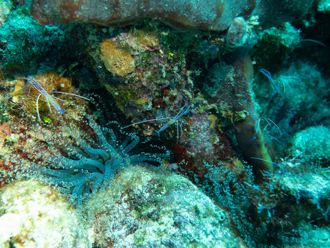 Pederson Cleaner Shrimps Next To Cork Screw Anemone 