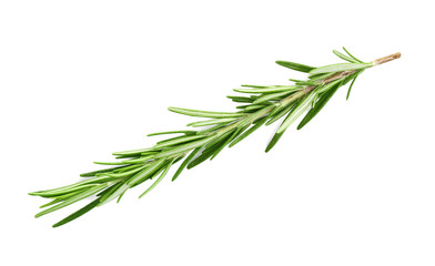 Fresh green rosemary isolated on white. Aromatic herb